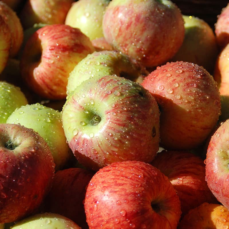 Äpple Gravensteiner, gul nov–dec sol zon1–3 grundstam A2 stora aromrika äpplen