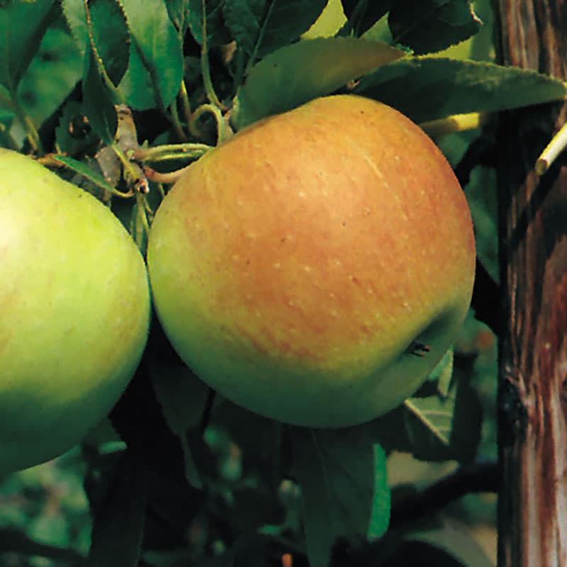 Äpple James Grieve svagväx, gulgrön röd okt–nov sol zon1–3 grundstamB9 sötsyrligt
