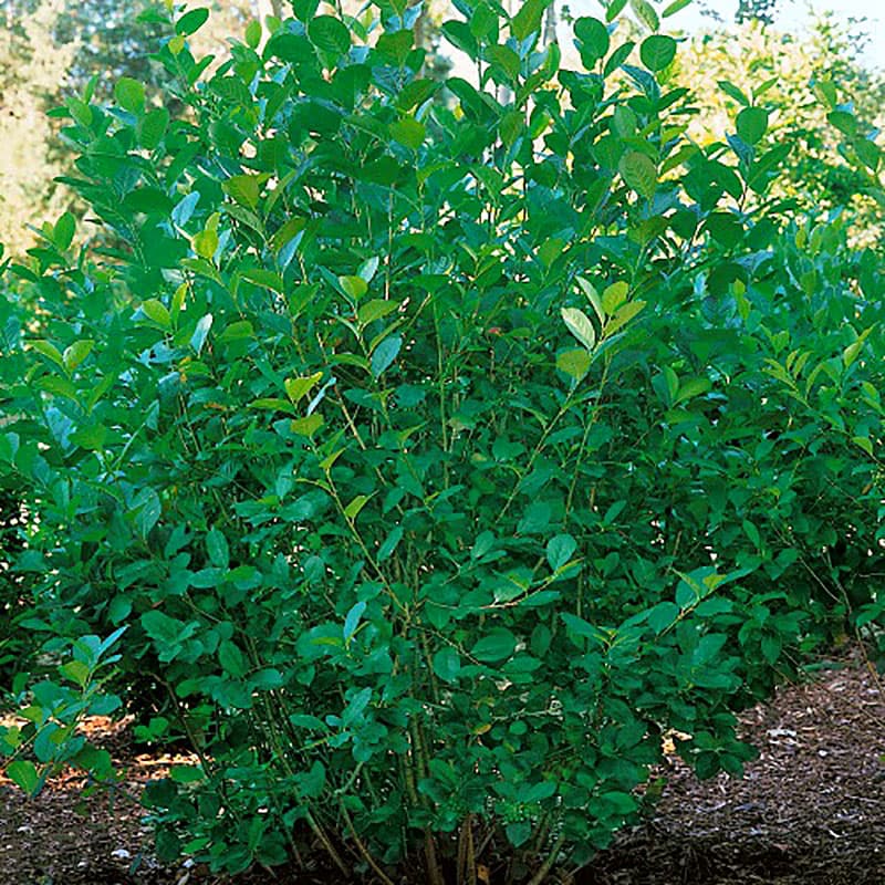 Slånaronia Elata 30-50 cm 10-pack, vit blom 2-3 m höstfärg sol/halvskugga barrot zon1-5