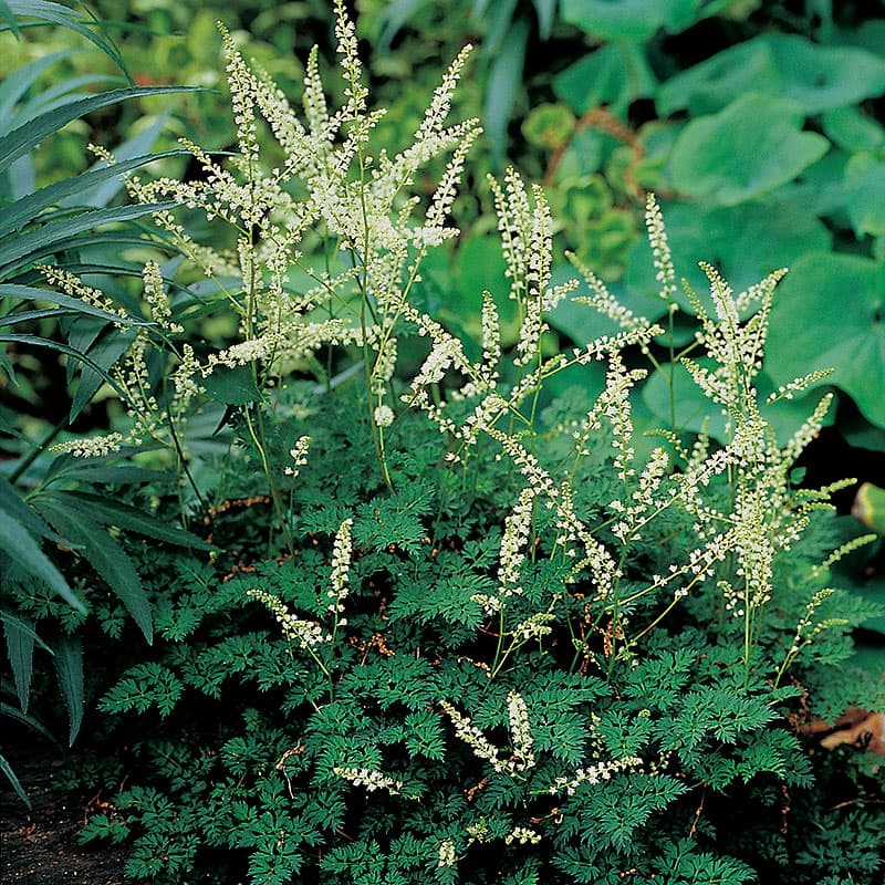 Koreansk plymspirea 3-pack, vit låg perenn 30 cm sol skugga marktäckare Aruncus