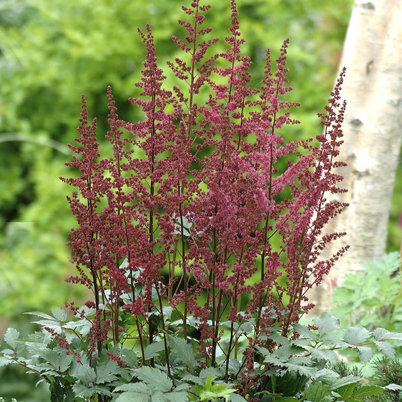 Astilbe 'Etna' 3-pack, mörkröd perenn 30 cm sol halvskugga fuktig jord rabatt