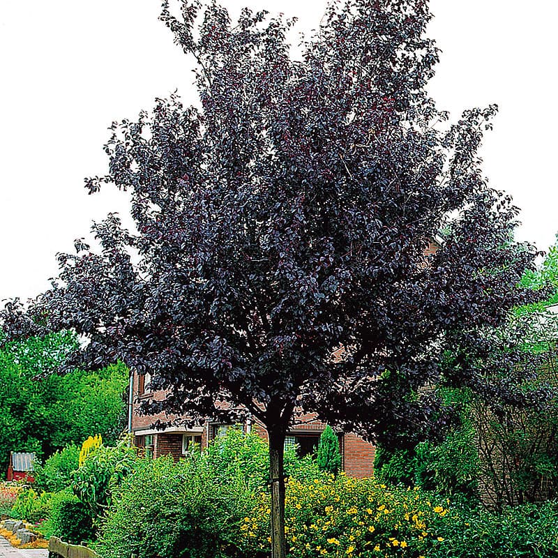 Blodplommon Nigra, 1 st rosa april 3–5 m sol zon1–2(3) purpurbladigt träd