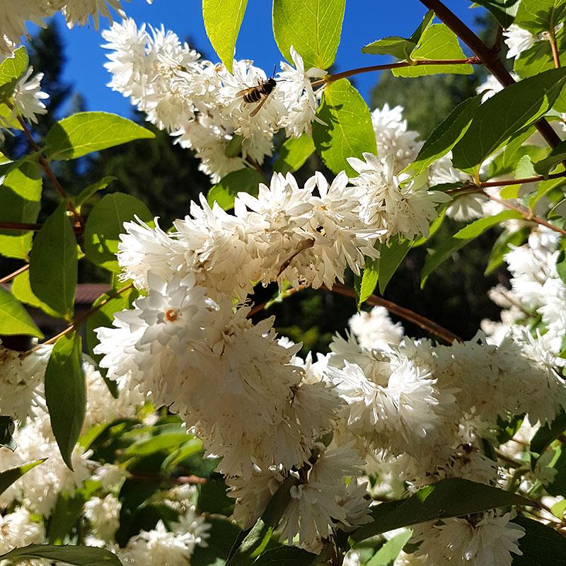 Bruddeutzia