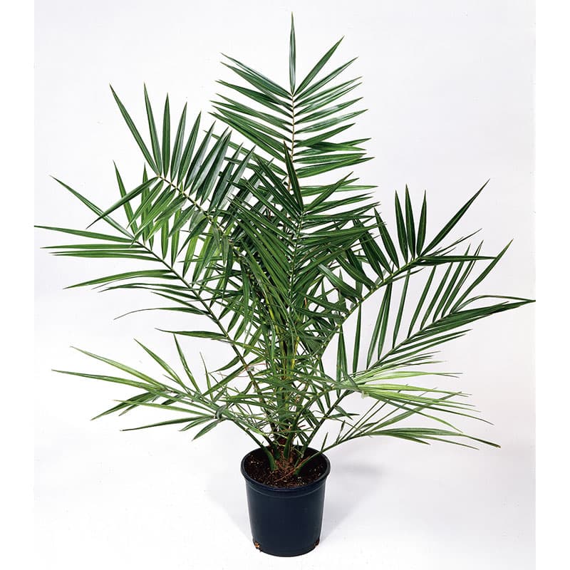 Dadelpalm 150–160 cm, sol stor tropisk palm riklig sommarvattning kruka28cm