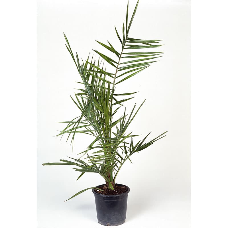 Dadelpalm 70–80 cm, sol tropisk palm torktålig riklig sommarvattning kruka19cm