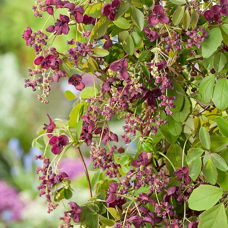 Fembladig akebia, rödvioletta doftande blommor höjd 3–6 m halvskugga zon1–2, klätterväxt