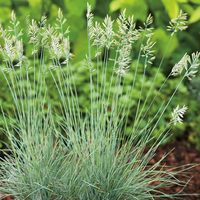 Blåsvingel 'Elijah Blue',15-pack Blågrå tuvor, höjd ca 20 cm, sol, torr jord