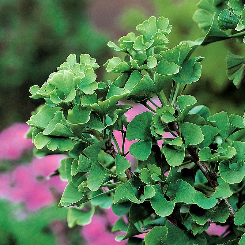 Ginkgo biloba Tempelträd, 1 st, grön 10–15 m, soligt läge, zon 1-2, gula höstfärger, solfjäderblad