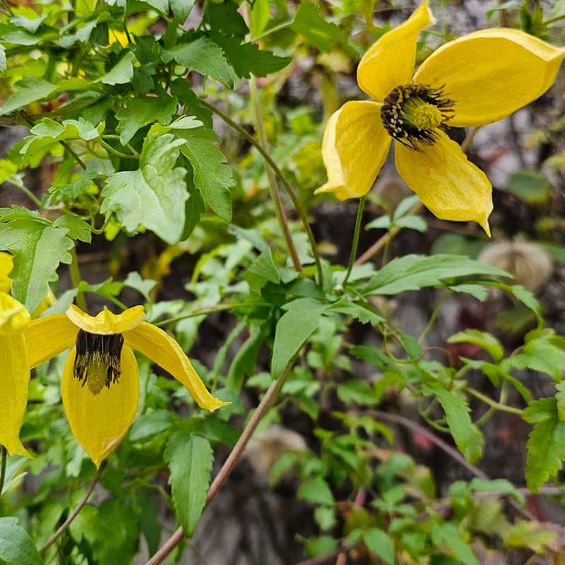 Gullklematis 1-pack, gul klockblommig juli–aug höjd 2–3m sol–skugga kalkrik zon1–6, klätterväxt