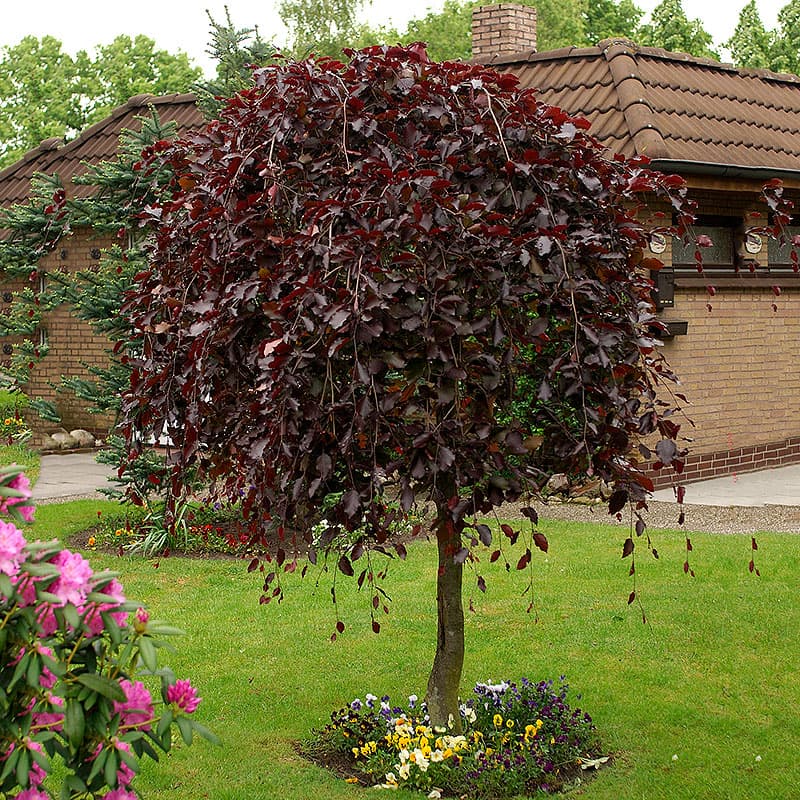 Hängblodbok Purpurea Pendula, 1 st röd april 10–12 m sol/halvskuggigt zon1–4