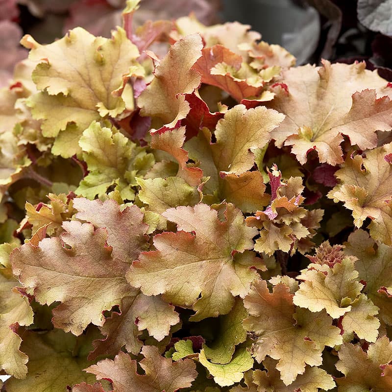 Alunrot 'Marmelade' 3-pack, gulgrön blad ljusrosa blom perenn 25–40 cm halvskugga