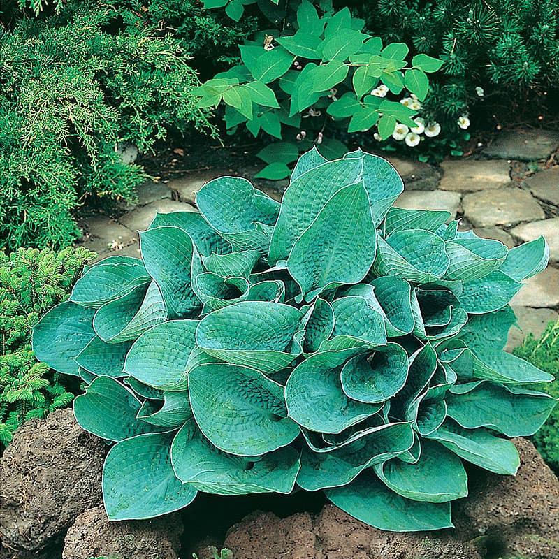 Funkia 'Big Daddy' 3-pack, grågröna blad ljusviolett blom perenn 60 cm skugga fuktigt