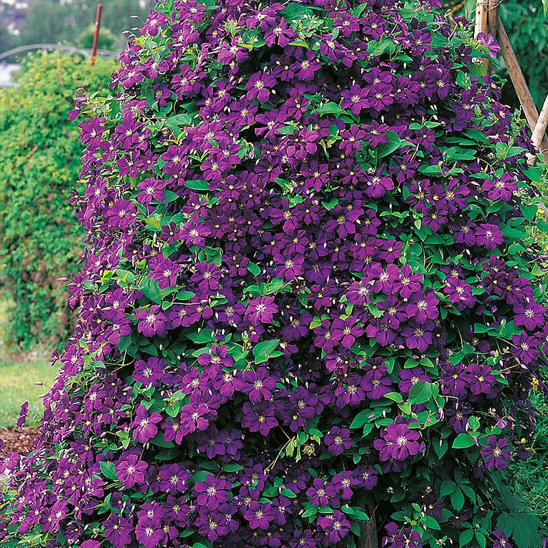 Klematis 'Etoile Violette', mörkvioletta blommor juli–sep höjd 3-4 m sol–skugga zon1–5, klätterväxt