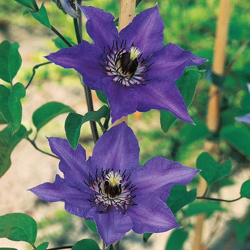 Klematis 'Königskind', royalblå blommor maj–okt höjd 1–2m sol–halvskugga zon1–3, klätterväxt