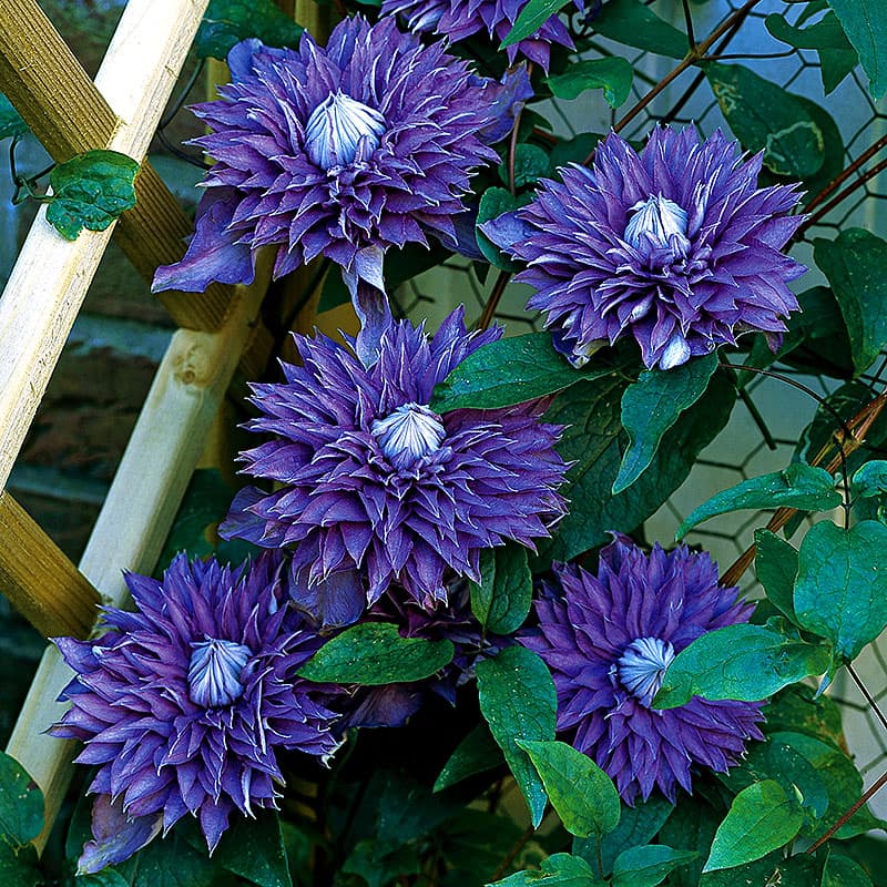 Klematis 'Multi Blue', fyllda blåvioletta blommor maj–sep höjd 2–3m zon1–5, klätterväxt