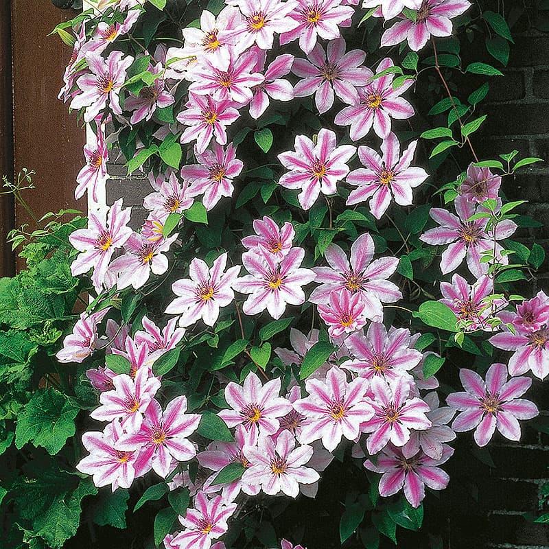 Klematis 'Nelly Moser', rosa tvåfärgade blommor juni–sep höjd 3m zon1–4, klätterväxt