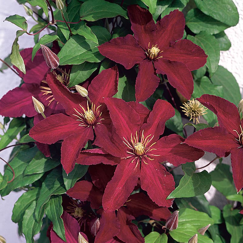 Klematis 'Niobe', djupröda storblommiga juni–sep höjd 1–3m sol–halvskugga zon1–3, klätterväxt