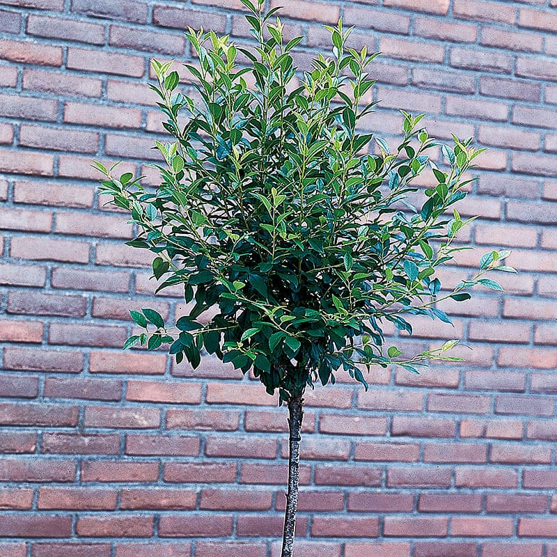 Klotkörsbär Globosa, 1 st vit/rosa maj 3–5 m sol zon1–3 strikt klotform