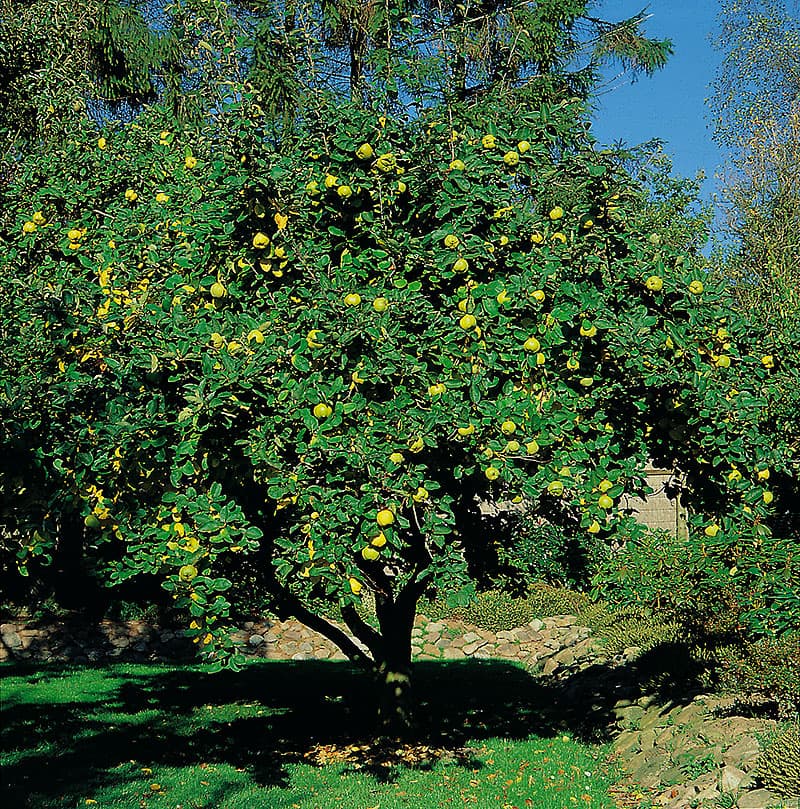 vitten Vranja, 1 st vit/rosa maj 3–5 m sol/halvskuggigt zon1–2 doftande fruktträd