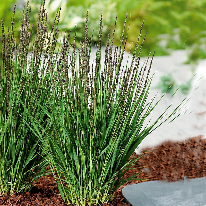 Blåtåtel 'Moorhexe',2L Blågröna blad, bruna ax, höjd ca 50 cm, sol–halvskugga