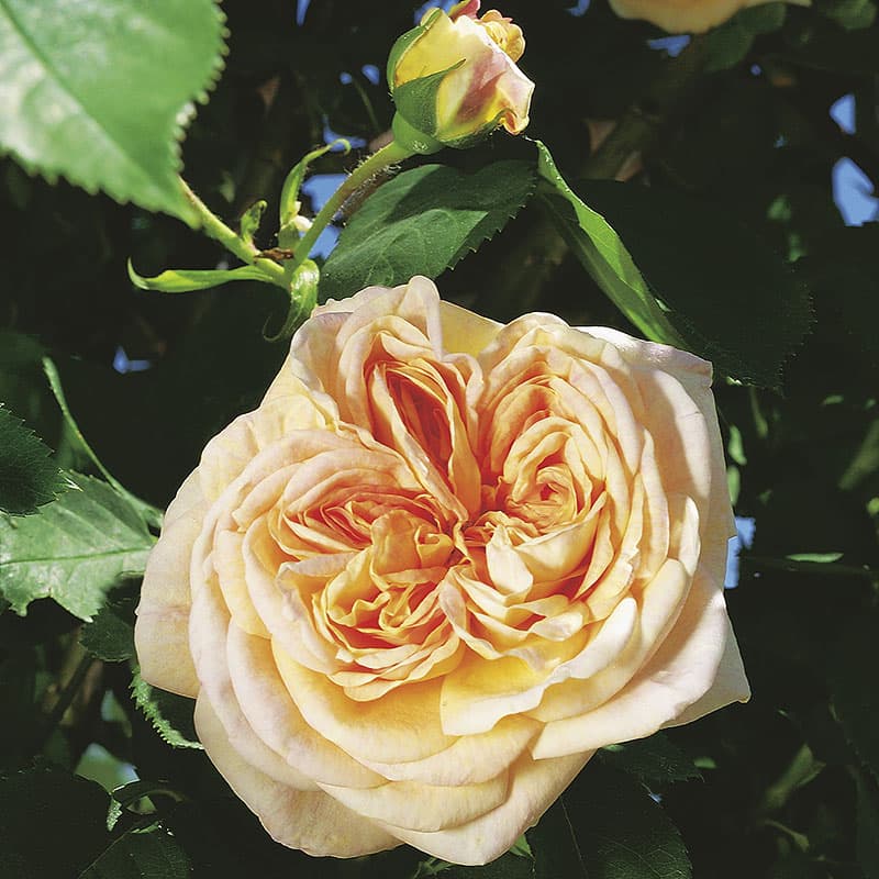 Ros Alchymist, 5-pack aprikos/rosa 200–250 cm svag doft juni–okt sol/halvskugga zon1–4 busk/klätter