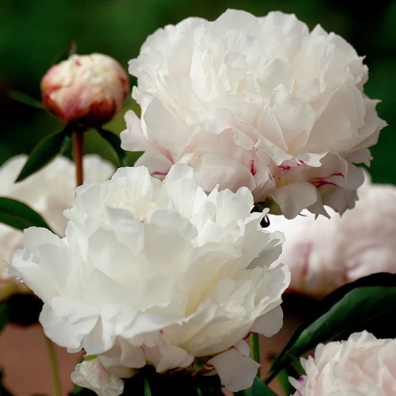 Luktpion 'Shirley Temple', vit fylld perenn ca 90 cm sol kalkrik rabatt Paeonia 2L