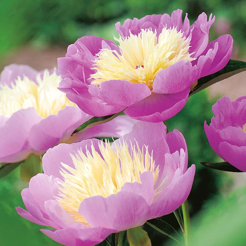 Luktpion 'Bowl of Beauty', rosa gul enkel perenn 100 cm sol kalkrik rabatt 2L
