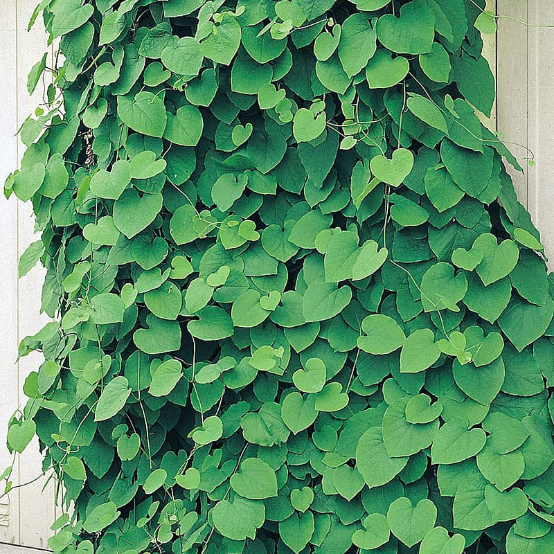 Pipranka, klängväxt brungula blommor höjd 5-7 m sol–skugga zon 1–5 lättodlad, klätterväxt