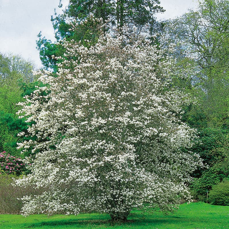 Prakthäggmispel 10-pack, vita blommor 5-6 m robust sol/halvskugga zon1-5
