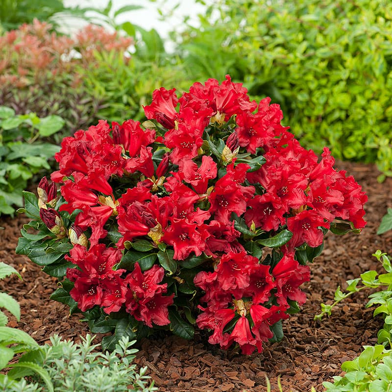 Rhododendron Baden Baden 15–20, 1-pack röd 0,6 m sol/halvskugga zon1–4 låg