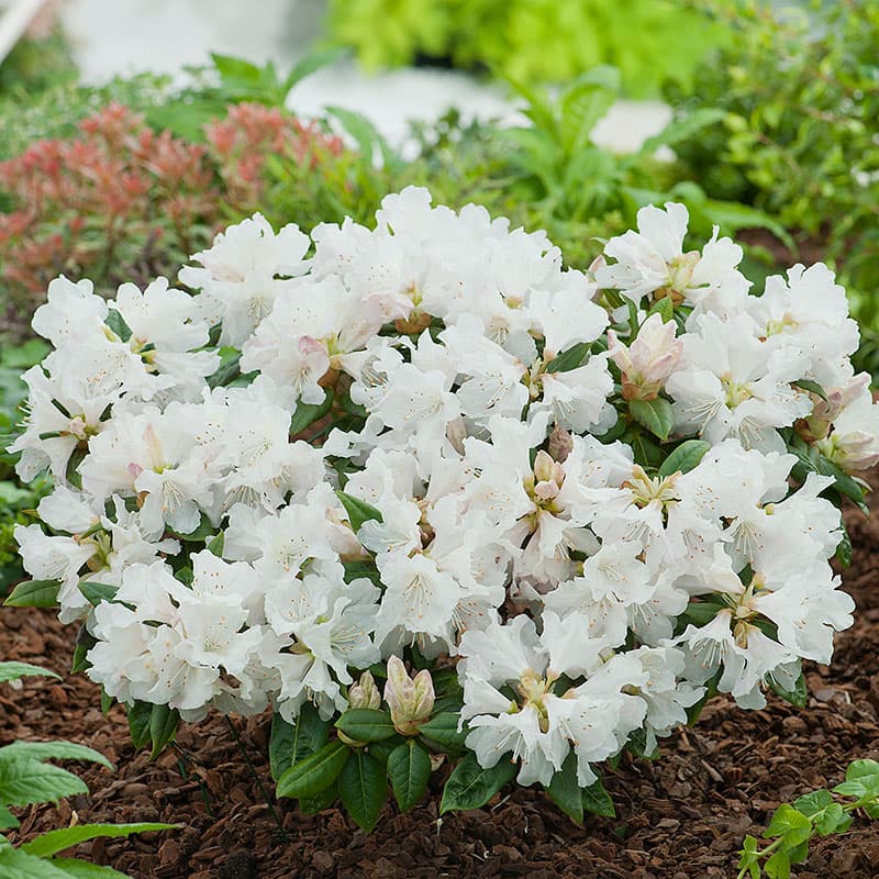 Rhododendron Dora Amateis 25–30, 1-pack vit 0,5 m halvskugga zon1–4 kompakt vintergrön sort