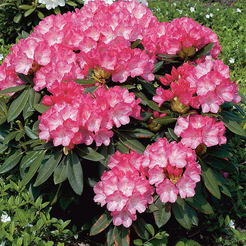 Rhododendron Fantastica 20–25, 1-pack rosaröd 1 m halvskugga zon1–3 färgstark kompakt sort