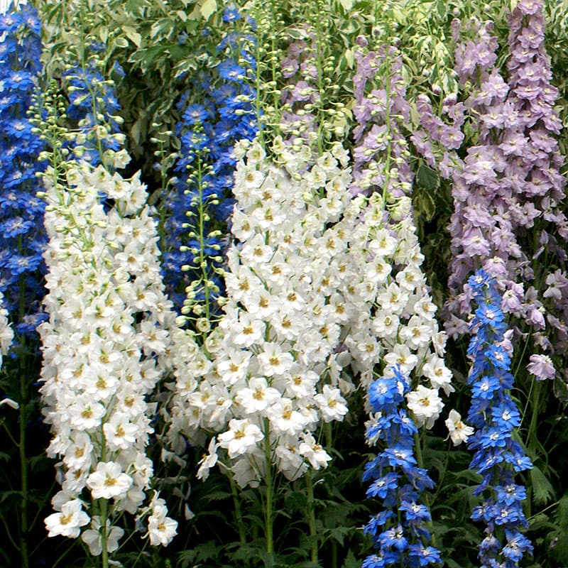Trädgårdsriddarsporre 'Galahard' 3-pack, vit perenn 150 cm sol väldränerat hög rabatt