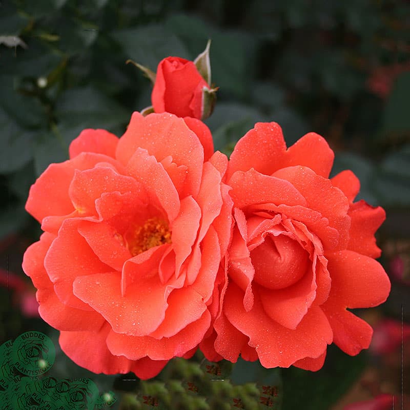 Ros Alexander, 1-pack rödorange 100–120 cm mild doft juni–okt sol/halvskugga zon1–6 storblommig