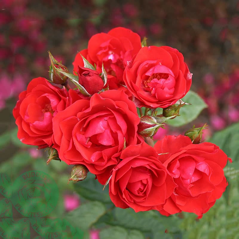 Ros Allotria, 1-pack orangeröd 60–80 cm svag doft juni–okt sol/halvskugga zon1–5 floribunda ros