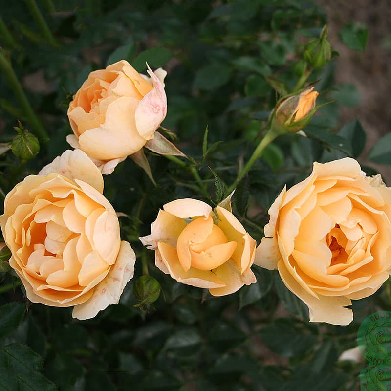 Ros Amber Cover, 1-pack aprikos/bärnsten 40–60 cm svag doft juni–okt sol/halvskugga zon1–4 marktäckare