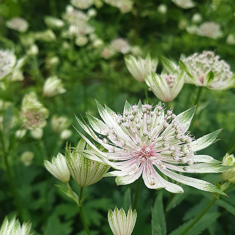 Stjärnflocka 3-pack, ljusrosa perenn 60 cm sol halvskugga väldränerat rabatt