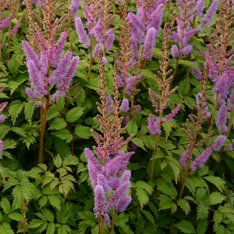 Dvärgastilbe 3-pack, violettrosa perenn 30 cm sol halvskugga fuktig jord rabatt