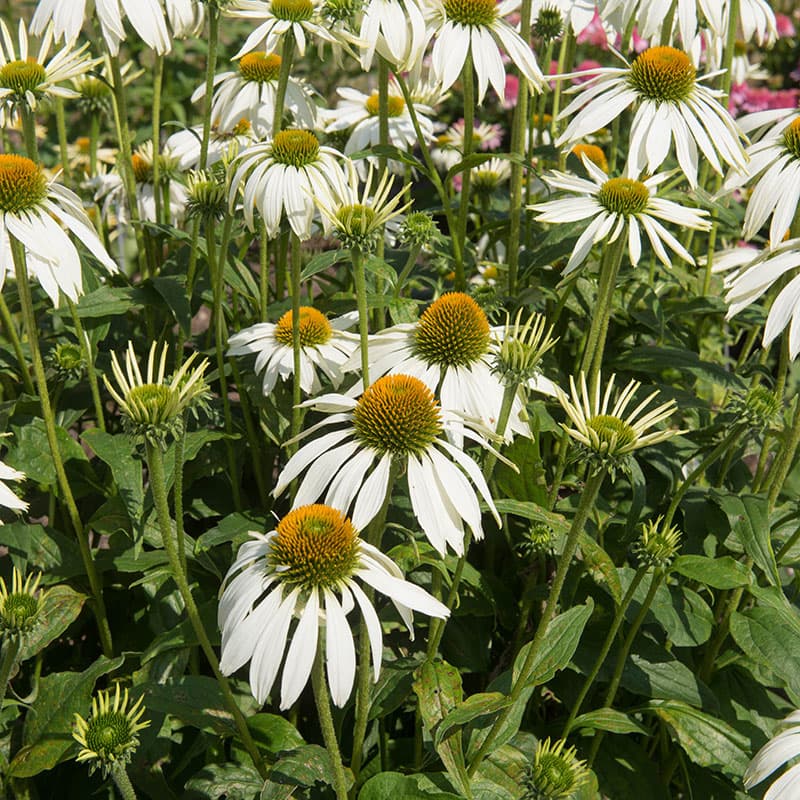 Solhatt 'Alba' 3-pack, vit perenn 100 cm sol väldränerat juli–sept echinacea rabatt
