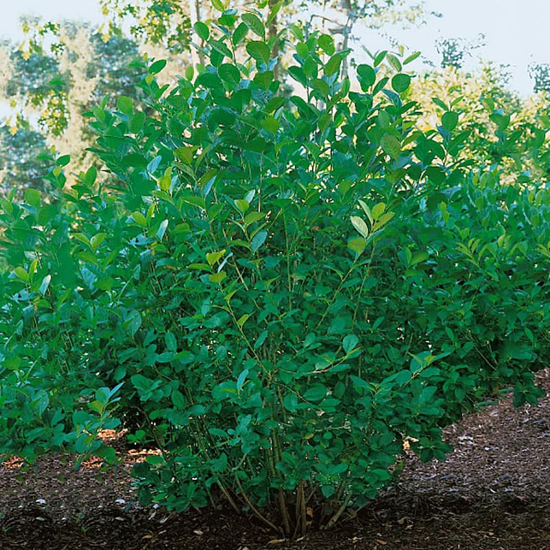 Slånaronia Elata E, 10-pack,   gräddfärgade blommor, svarta bär maj/juni 2-3 msol/halvskugga zon1-6