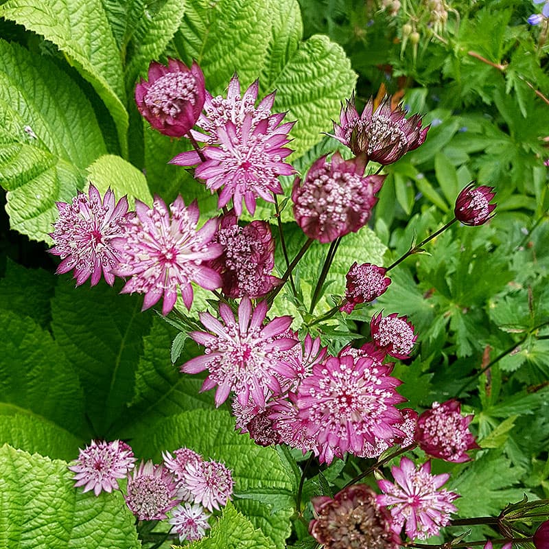 Stjärnflocka 'Roma' 3-pack, rosa perenn 60 cm sol halvskugga rabatt Astrantia