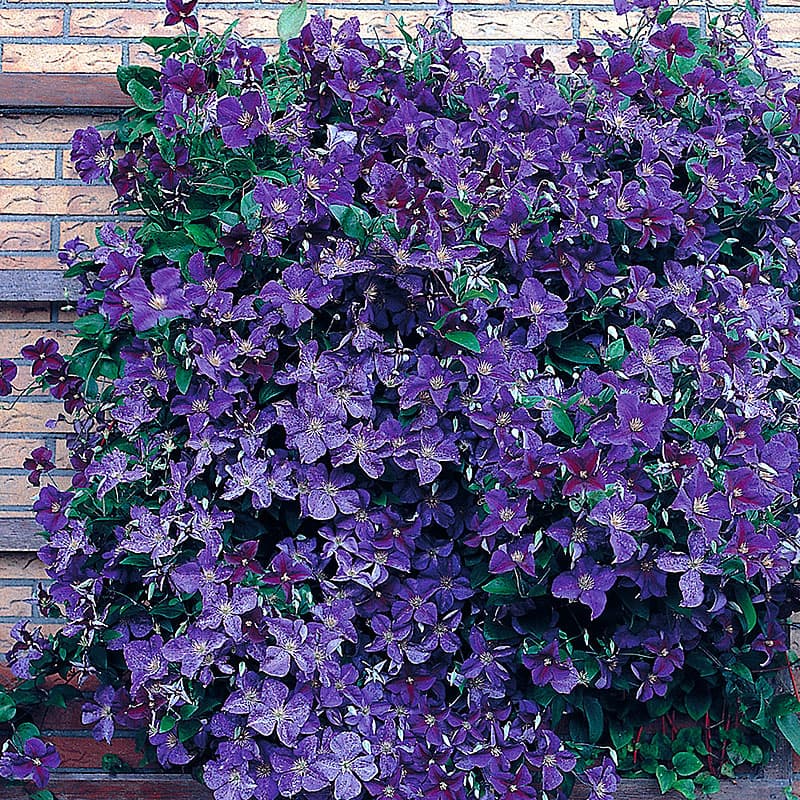 Klematis 'Jackmannii', mörkblå blommor juli–sep höjd 3-4 m sol–halvskugga zon1–4, klätterväxt