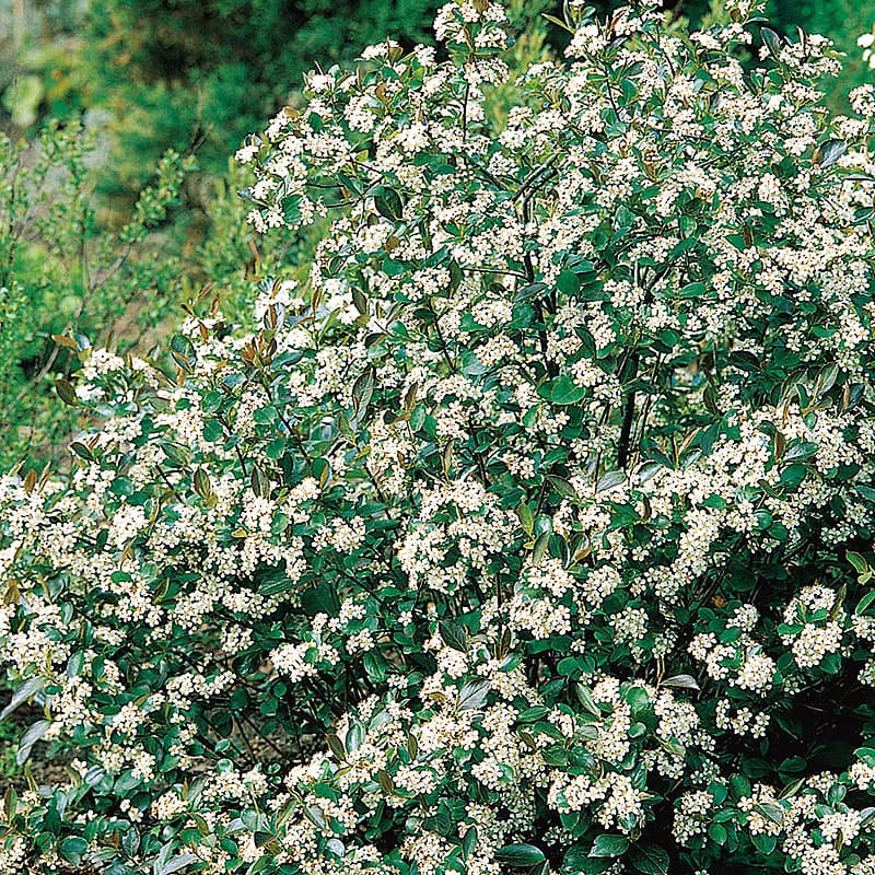 Svartaronia Hugin E, 3-pack, vita blommor, nytiga bär juni 1-1,5 m nyttobusk sol/halvskugga zon1-6