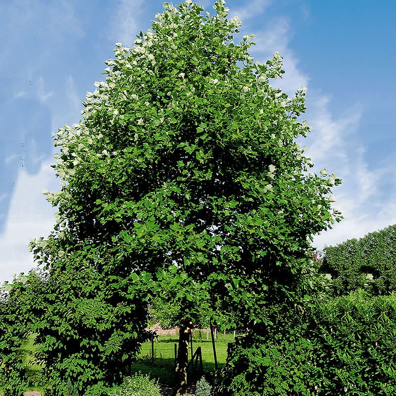Tulpanträd, Liridendron tulipifera