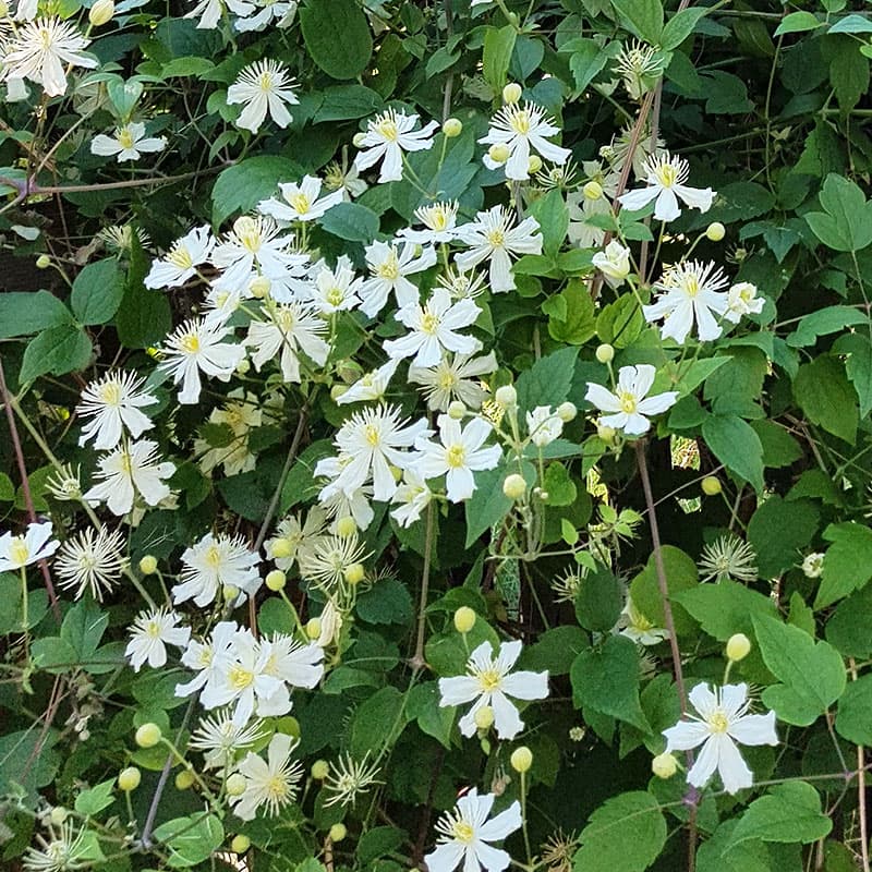Skogsklematis 1-pack, vit honungsdoftande juli–sep höjd 5–7m sol–skugga zon1–6, klätterväxt