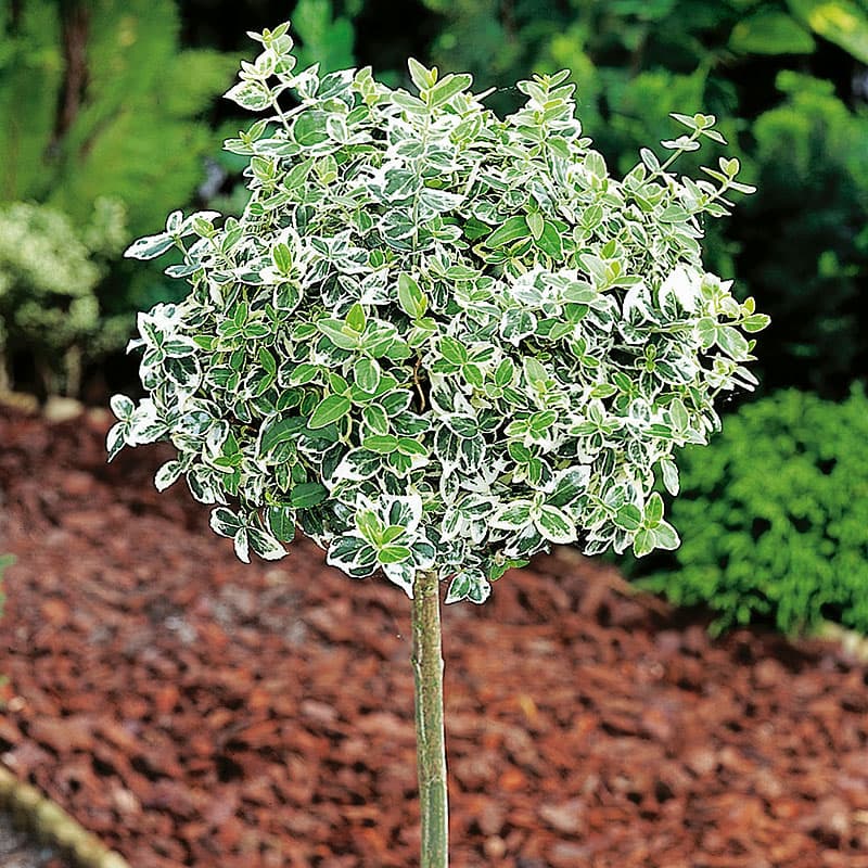 Klätterbenved Emerald Gaiety, 1 st grön/vit maj 0,5–1 m sol/skugga zon1–3(4)