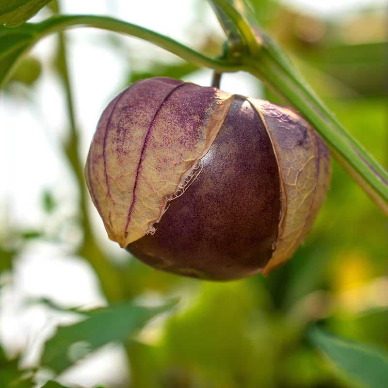 Purple Tomatillo, mörk purpurfärgad, manshög planta, korspollinerande, 5 frön, 105 dagar.