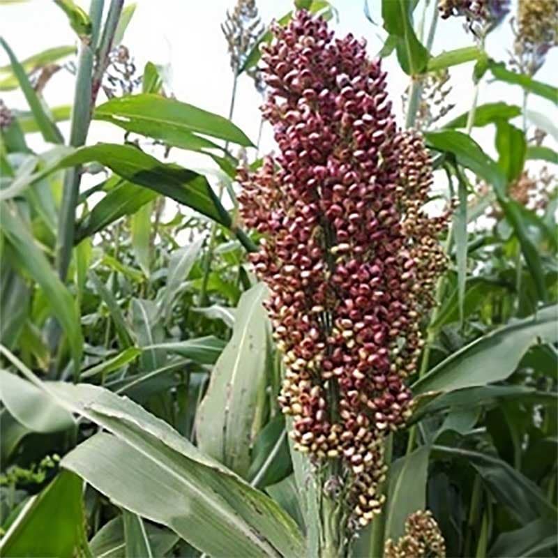 Durra 'Milaan Red', rustikt prydnadsgräs, ca 100 cm högt, sol, sås direkt på friland, ca 60 frön.