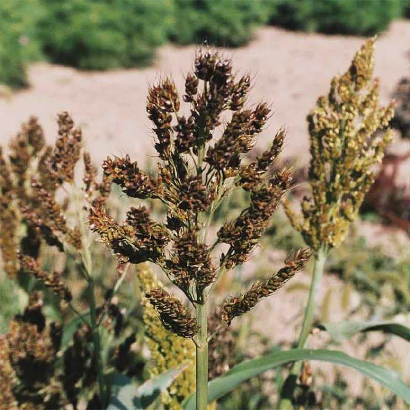 Durra 'Nigrum', grön, ca 100 cm, soligt läge, direkt sådd, ca 90 frön.