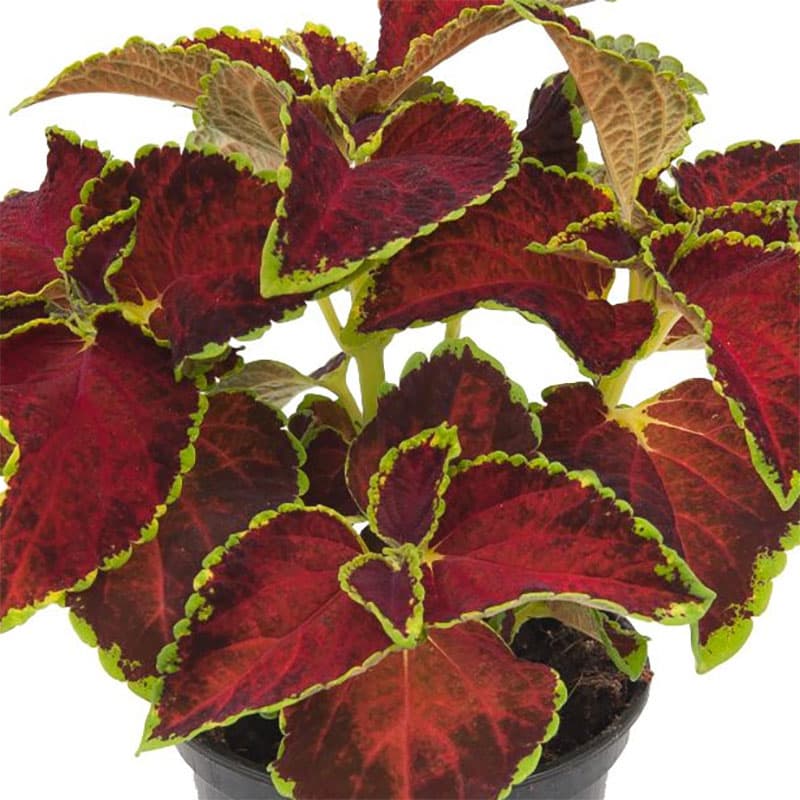 Palettblad 'Fairway Ruby', röd, 20-25 cm, skugga/halvskugga, 10 frön, lättodlad, förgrenade.